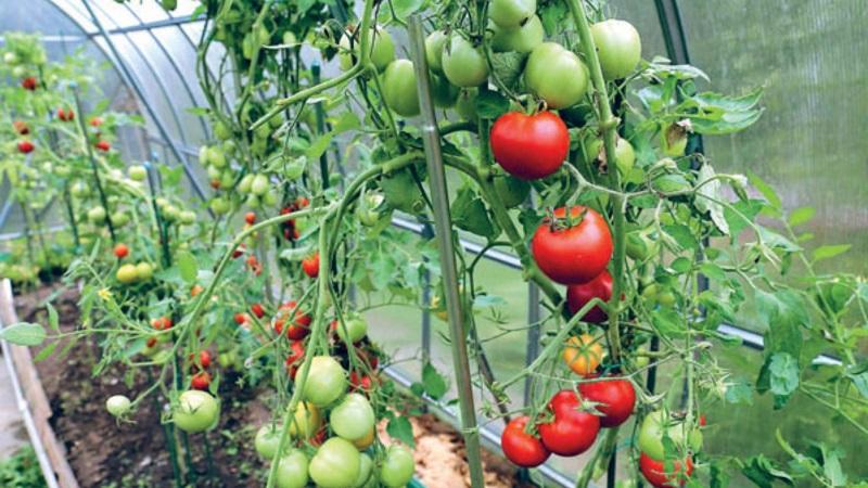 Vor- und Nachteile der Tsunami-Tomate, Eigenschaften von Früchten und Feinheiten des Anbaus