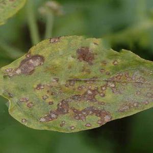 Wie man die Tomaten-Septoria-Krankheit identifiziert und loswird: wirksame Mittel und alternative Behandlungsmethoden