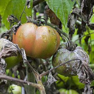 Wie und wie man mit der späten Knollenfäule von Tomaten in einem Gewächshaus umgeht: die besten Methoden und Bewertungen von Gärtnern