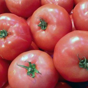 Tomate, die perfekt aussieht und schmeckt. Frühe Liebe: Wachsen Sie richtig und stellen Sie Ertragsrekorde auf