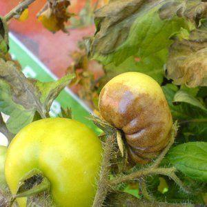 Tomate, die perfekt aussieht und schmeckt. Frühe Liebe: Richtig wachsen und Ertragsrekorde aufstellen