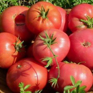 Tomate, die perfekt aussieht und schmeckt. Frühe Liebe: Richtig wachsen und Ertragsrekorde aufstellen