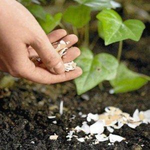 Anleitung zum Anbau einer Tomate Himbeerring: Genießen Sie schöne große Früchte