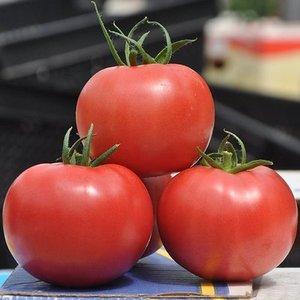 Anleitung zum Anbau einer Tomate Himbeerring: Genießen Sie schöne große Früchte