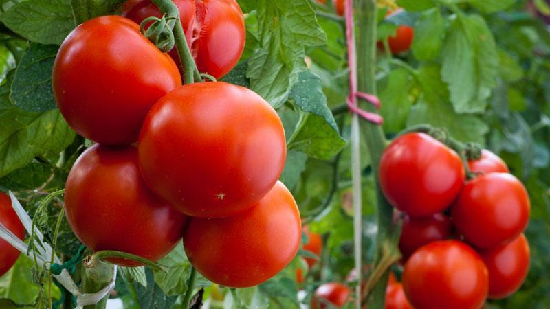 Universelle frühreifende Wolgograd-Tomate: Was ist gut und warum lohnt es sich, sie auf Ihrer Website anzubauen?