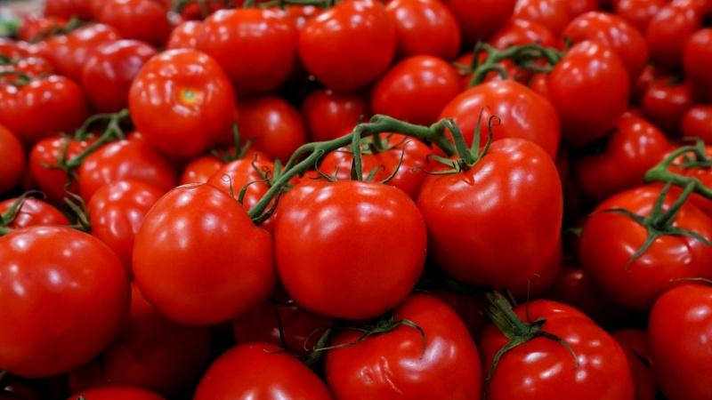 Universelle frühreifende Wolgograd-Tomate: Was ist gut und warum lohnt es sich, sie auf Ihrer Website anzubauen?