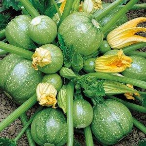 Vor- und Nachteile von runden Zucchini, die jeder Sommerbewohner kennen sollte