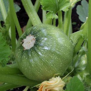 Vor- und Nachteile von runden Zucchini, die jeder Sommerbewohner kennen sollte