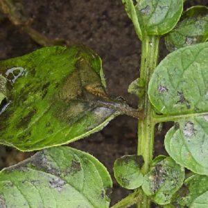 Zwischensaison, ertragreiche und ungewöhnlich geformte Casanova-Tomate: Bewertungen von Landwirten und Tipps für den Anbau