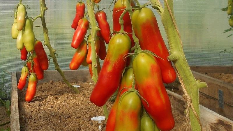 Zwischensaison, ertragreiche und ungewöhnlich geformte Casanova-Tomate: Bewertungen von Landwirten und Tipps für den Anbau