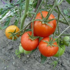 Eine beliebte Sorte, die von vielen Gärtnern geliebt wird: Samara-Tomaten und ihre Vorteile gegenüber anderen Tomatensorten