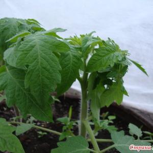 Die von vielen Sommerbewohnern bewährte und beliebte Tomate Dubrava: Was ist gut und warum lohnt es sich zu wachsen?