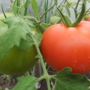 Die von vielen Sommerbewohnern bewährte und beliebte Tomate Dubrava: Was ist gut und warum lohnt es sich zu wachsen?