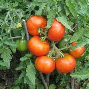 Timpul testat și iubit de mulți locuitori de vară tomate Dubrava: ce este bine și de ce merită să crești