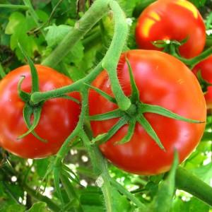 Die von vielen Sommerbewohnern bewährte und beliebte Tomate Dubrava: Was ist gut und warum lohnt es sich zu wachsen?