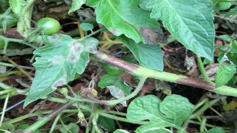 Wir erkennen den Feind am Sehen und bekämpfen ihn effektiv: Tomatenstreifen und die besten Methoden zur Behandlung dieser Geißel