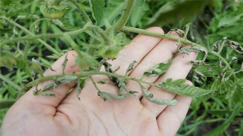 Wir erkennen den Feind am Sehen und bekämpfen ihn effektiv: Tomatenstreifen und die besten Methoden zur Behandlung dieser Geißel