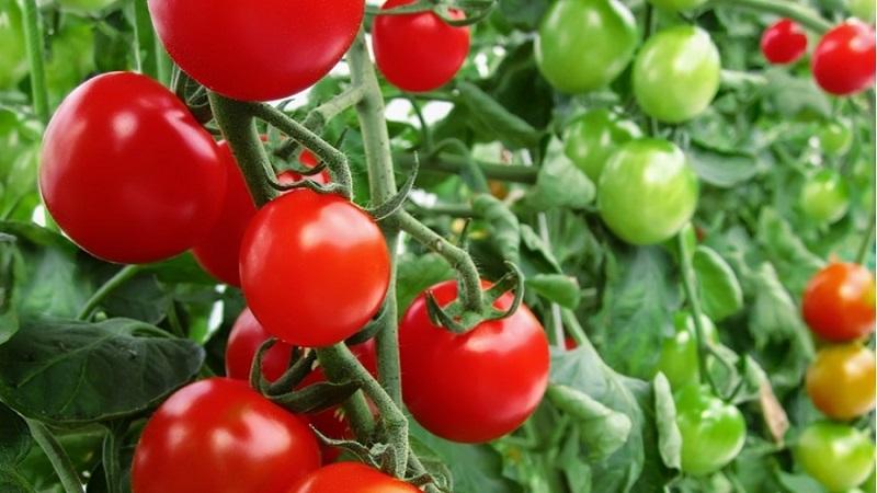 Ideal für Gewächshäuser, früh reife und ertragreiche Tomaten Blagovest: wie man sie richtig anbaut