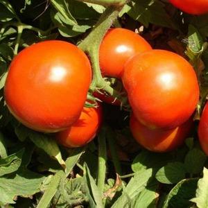 Ideal für Gewächshäuser, früh reife und ertragreiche Tomaten Blagovest: wie man sie richtig anbaut