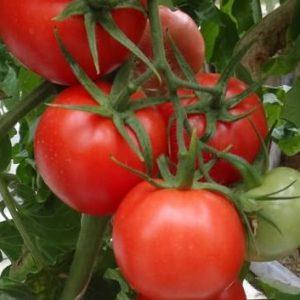 Ideal für Gewächshäuser, früh reife und ertragreiche Tomaten Blagovest: wie man sie richtig anbaut