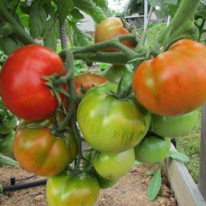 Pflegeleicht, unprätentiös, aber sehr produktiv und lecker Staroselsky-Tomate: Wir bauen sie selbst an