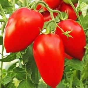 Die Kombination der besten Eigenschaften von Tomaten in einer Sorte - Tomate Dusya Rot: Bewertungen, Fotos und Geheimnisse des Anbaus