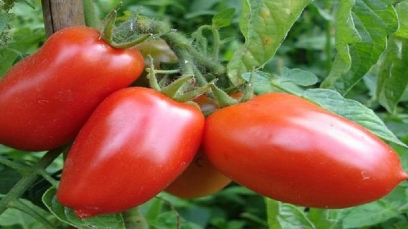 Die Kombination der besten Eigenschaften von Tomaten in einer Sorte - Tomate Dusya Rot: Bewertungen, Fotos und Geheimnisse des Anbaus