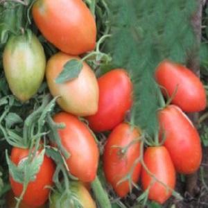 Die Kombination der besten Eigenschaften von Tomaten in einer Sorte - Tomate Dusya Rot: Bewertungen, Fotos und Geheimnisse des Anbaus