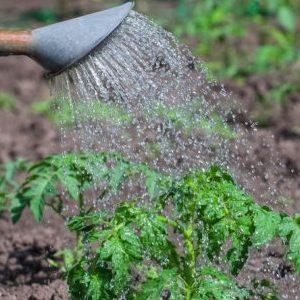 So füttern Sie Tomaten mit Borsäure, Jod und Asche: Bereiten Sie die Lösung vor und geben Sie sie richtig hinzu