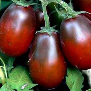 Geheimnisse des erfolgreichen Anbaus von Black Moor Tomato