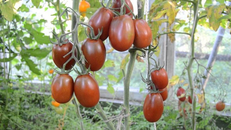 Geheimnisse des erfolgreichen Anbaus von Black Moor Tomato