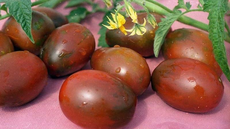 Geheimnisse des erfolgreichen Anbaus von Black Moor Tomato