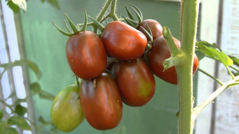 Geheimnisse des erfolgreichen Anbaus von Black Moor Tomato