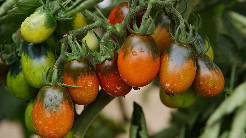 Geheimnisse des erfolgreichen Anbaus von Black Moor Tomato