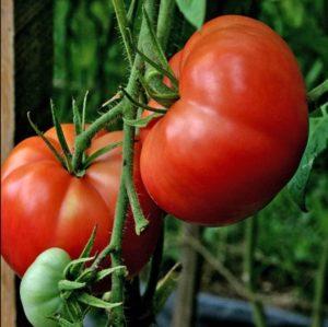 Rote Bugai-Tomaten - eine große Hybride, die eine reiche Ernte liefert