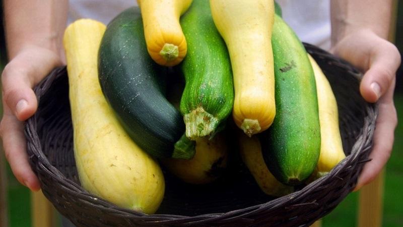 Was ist der Unterschied zwischen Zucchini und Zucchini in Aussehen, Geschmack und anderen Eigenschaften: Wir verstehen im Detail und verwirren nicht mehr