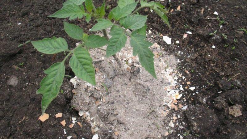 Wie man Tomaten während der Fruchtbildung im Gewächshaus füttert: die besten Formulierungen und Anweisungen für das Verfahren