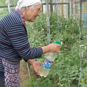 Wie man Tomaten während der Fruchtbildung im Gewächshaus füttert: die besten Formulierungen und Anweisungen für das Verfahren