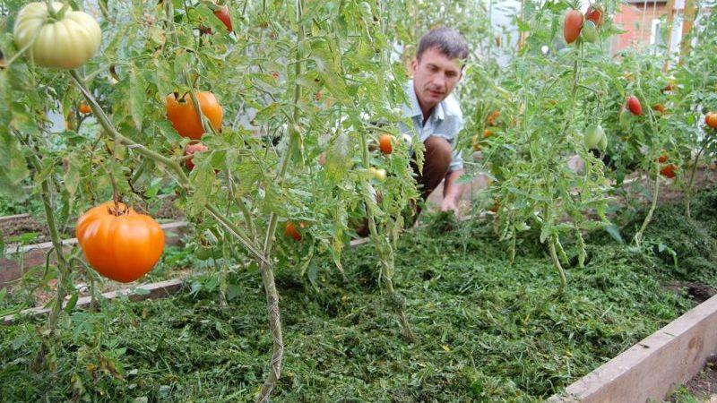 Was ist Mulchen, wofür ist es und ist es möglich, Tomaten mit Sägemehl zu mulchen: Tipps und Tricks