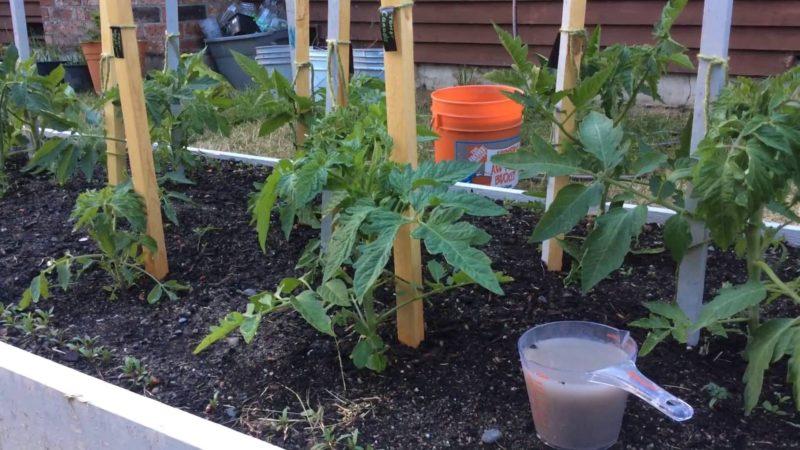 So füttern Sie Tomaten mit Borsäure, Jod und Asche: Bereiten Sie die Lösung vor und geben Sie sie richtig hinzu