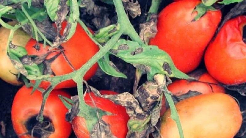 Wie sieht die Makrosporiose von Tomaten aus und warum haben die Sommerbewohner solche Angst davor: Wir lernen den Feind näher kennen und gewinnen