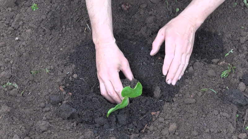 Wie man einen großen Kürbis auf freiem Feld im Land anbaut: Schritt-für-Schritt-Anleitungen und Geheimnisse erfahrener Agronomen