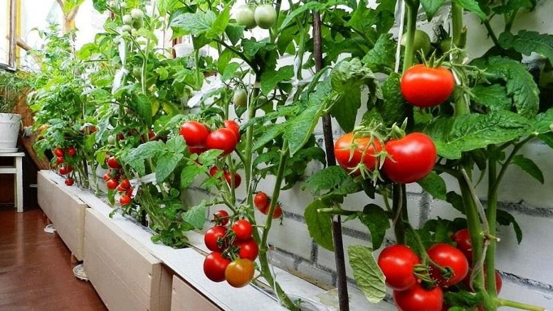 Helle und leckere Dekoration der Beete - Tomate Cranberry in Zucker