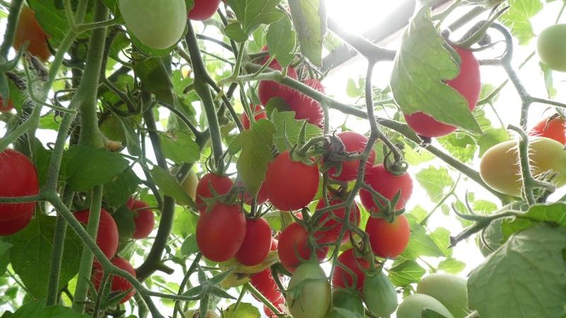 Helle und leckere Dekoration der Beete - Tomate Cranberry in Zucker