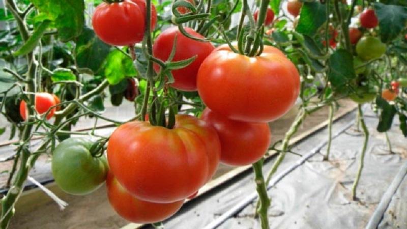 Große und unprätentiöse Tomatenfamilie f1: Wir bauen sie selbst an und vermeiden Fehler