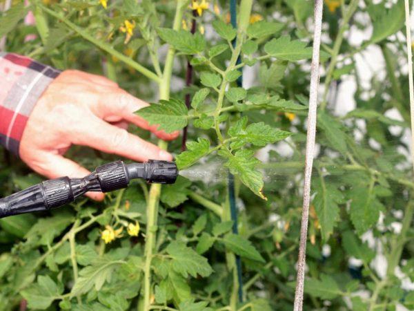 Wir behandeln und verhindern Tomatenkrankheiten: Wie man Tomaten mit Bordeaux-Mischung verarbeitet - Schritt-für-Schritt-Anleitung für Anfänger