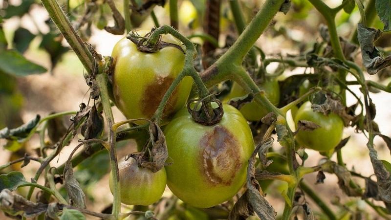 Wir behandeln die beliebte Tomatenkrankheit schnell und einfach: Borsäure aus der Spätfäule von Tomaten