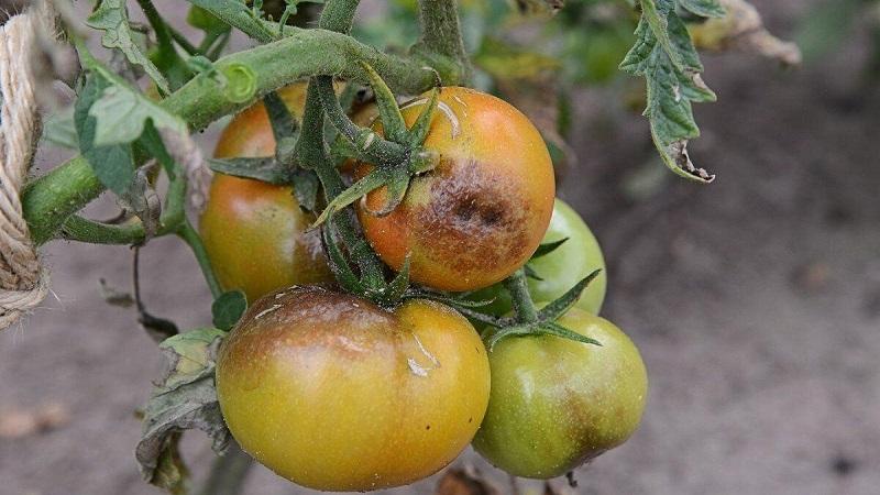 Wir behandeln die beliebte Tomatenkrankheit schnell und einfach: Borsäure aus der Spätfäule von Tomaten