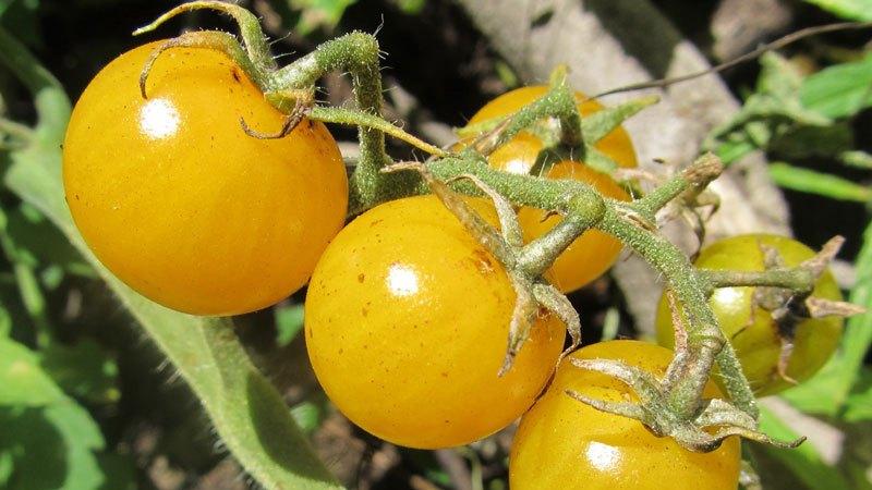 Die besten Sorten gelber Tomaten für das Gewächshaus: Die besten Vertreter kennenlernen und den richtigen Typ auswählen