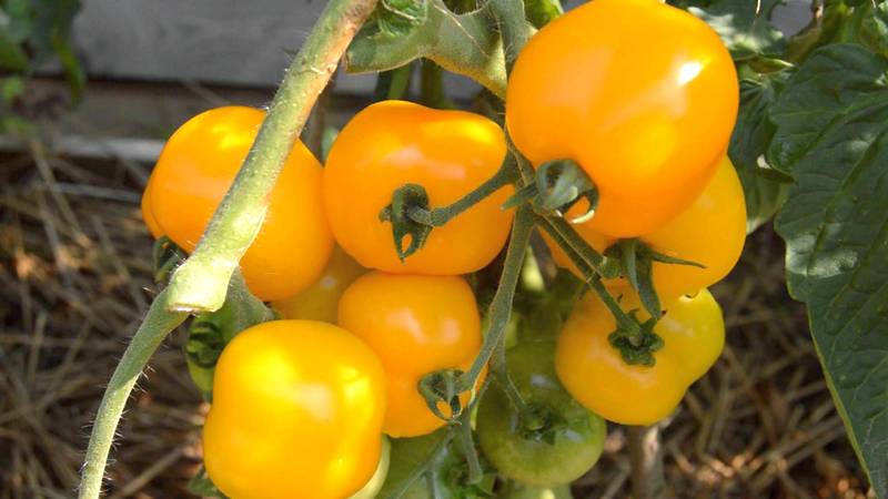 Die besten Sorten gelber Tomaten für das Gewächshaus: Die besten Vertreter kennenlernen und den richtigen Typ auswählen